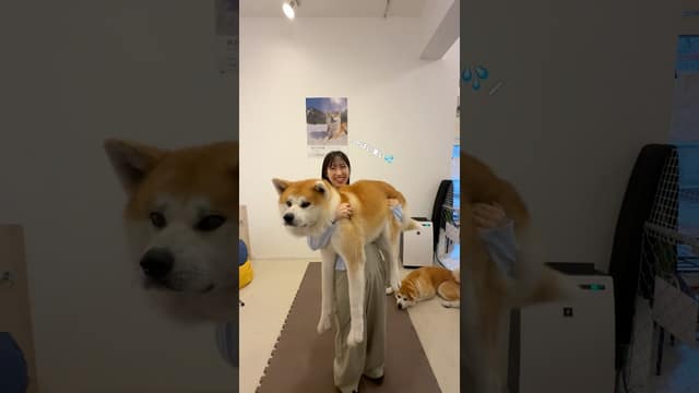 Akita dogs in Odate: café contact or free viewing?
