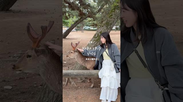 A first Nara day trip without rushing the park