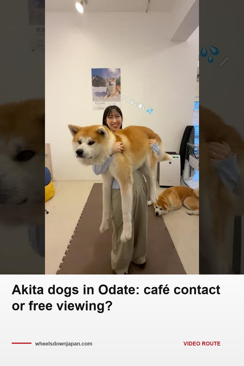 Pinterest pin: Akita dogs in Odate: café contact or free viewing?